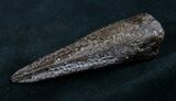 Large Leidyosuchus Claw - Montana #8364-1